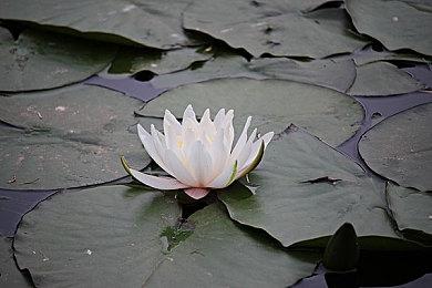 皮克斯新片《头脑特工队2》终极预告公布 6月21日上映